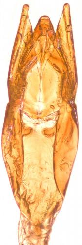 Helophorus sp.